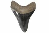Serrated, Fossil Megalodon Tooth - Georgia #78185-2